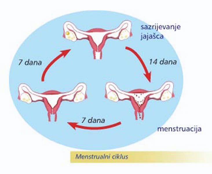 Menstrualni ciklus.jpg